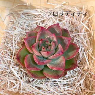 多肉植物 韓国苗 葉挿し セット 詰め合わせ エケベリアの通販 by moo ...