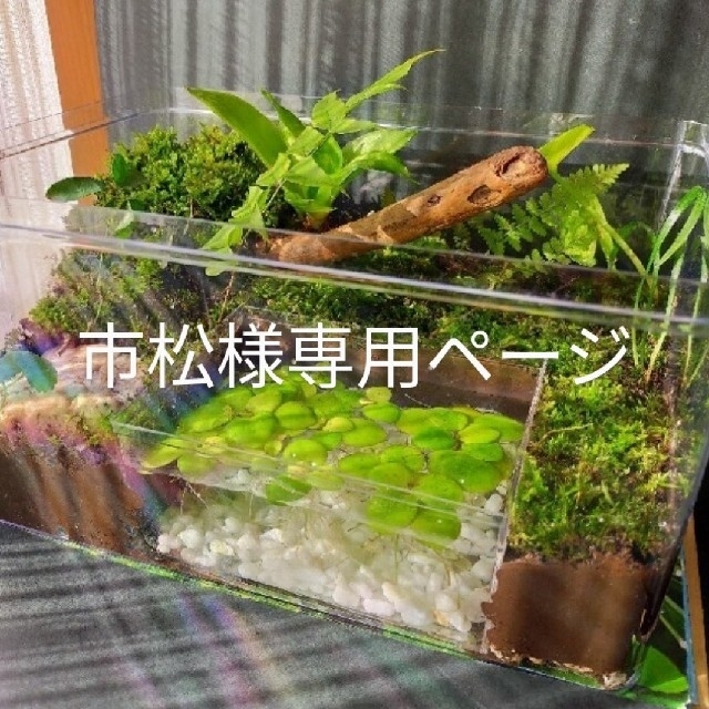 市松様専用ページ その他のペット用品(爬虫類/両生類用品)の商品写真