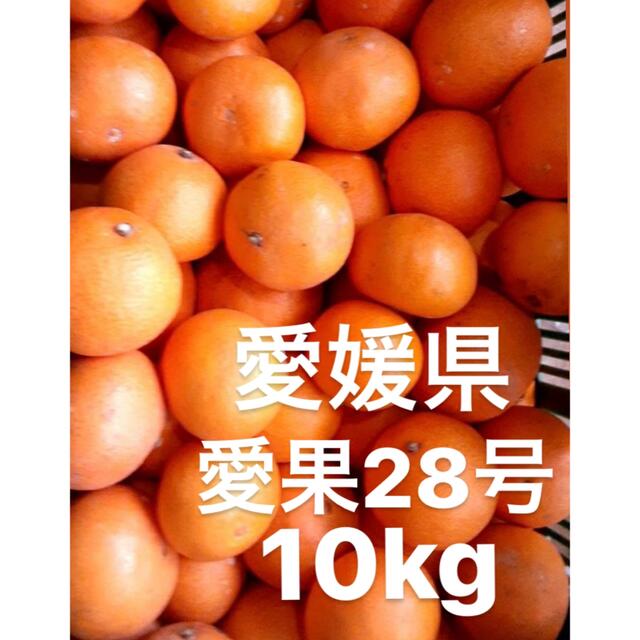 愛媛県産　愛果28号　柑橘　10kg