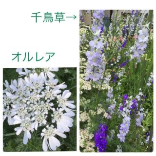 千鳥草とオルレア　種(その他)