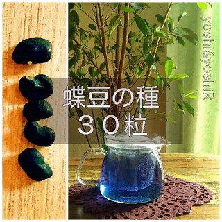 【2021年採取】 蝶豆(バタフライピー、クリトリア)の種 30粒(その他)