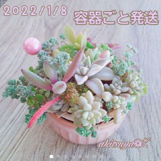 多肉植物 根付き 寄せ植え 丸型 土入り 容器ごと発送 パープルヘイズ セダム(その他)