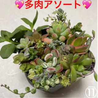 多肉植物　カット苗・抜き苗詰合せ　初心者向け　⑪(その他)