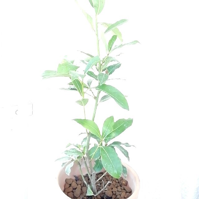 月桂樹（ローリエ）の木　60センチ〜 ハンドメイドのフラワー/ガーデン(その他)の商品写真