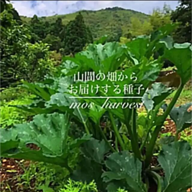 伝中国野菜種子◆紅菜苔　コウサイタイ◆ 　　　　　　　【有機種子60粒】 ハンドメイドのフラワー/ガーデン(その他)の商品写真