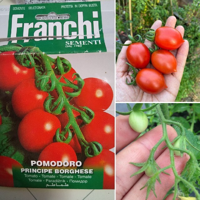 珍しいイタリアントマトの種10粒ずつ 大・中・ミニの3種セット ハンドメイドのフラワー/ガーデン(その他)の商品写真