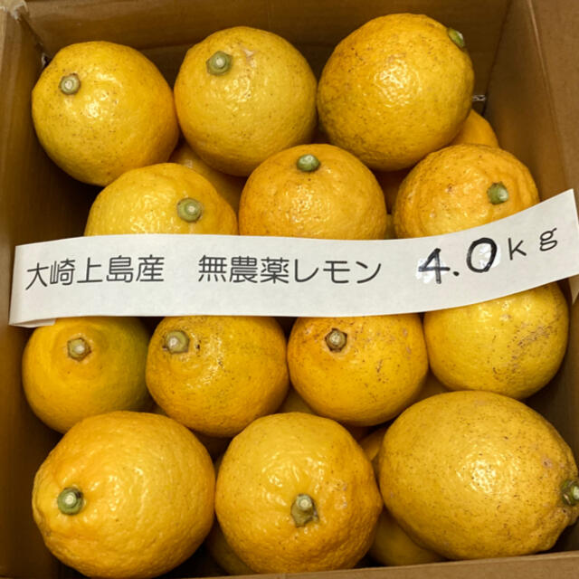 広島県大崎上島産無農薬レモン　4.0kg 食品/飲料/酒の食品(フルーツ)の商品写真