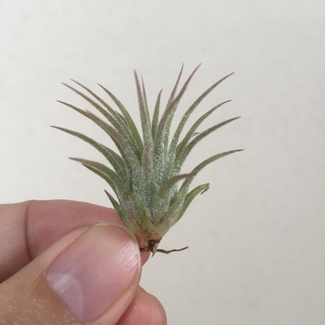 イオナンタ フエゴ　チランジア　ティランジア　Tillandsia ハンドメイドのフラワー/ガーデン(その他)の商品写真