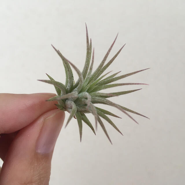 イオナンタ フエゴ　チランジア　ティランジア　Tillandsia ハンドメイドのフラワー/ガーデン(その他)の商品写真