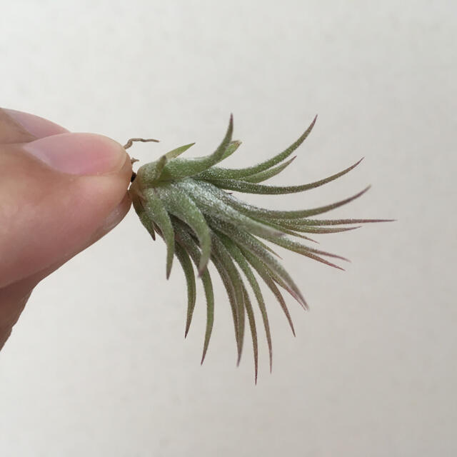 イオナンタ フエゴ　チランジア　ティランジア　Tillandsia ハンドメイドのフラワー/ガーデン(その他)の商品写真