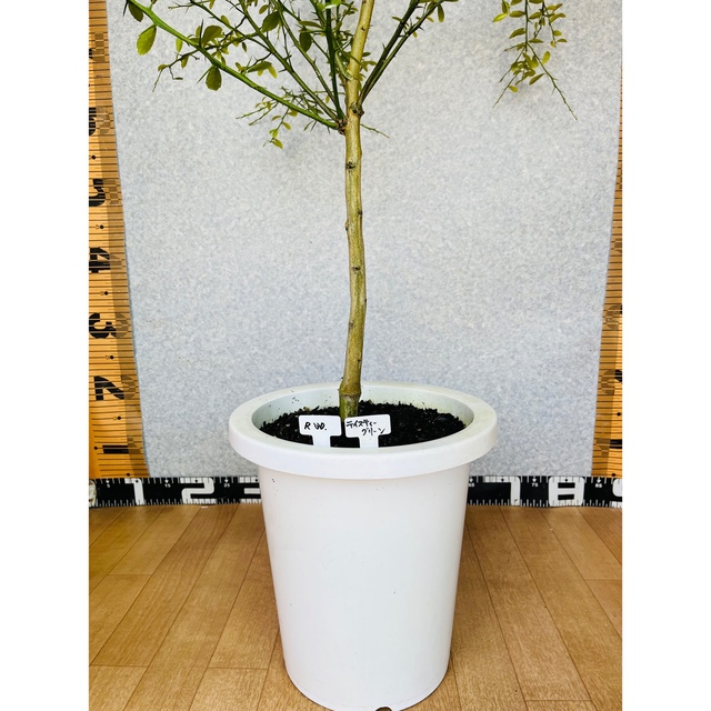 花芽着き/幼着き/接木苗 フィンガーライム苗 高さ80センチ 10号 ...