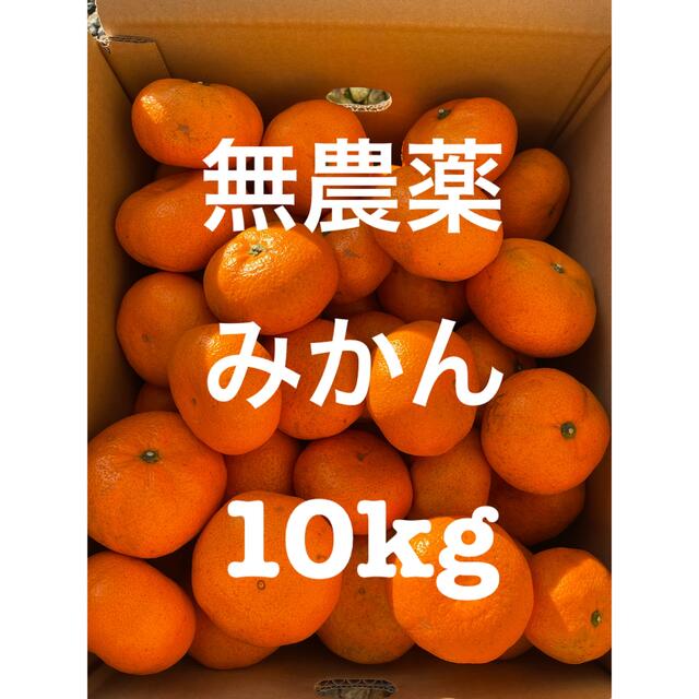 みかん　無農薬　10kg 食品/飲料/酒の食品(フルーツ)の商品写真