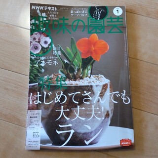 NHK 趣味の園芸 2022年 01月号(その他)