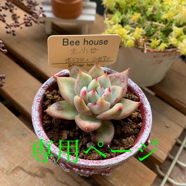 専用ページ 多肉植物 Bee house ホーリンゼ