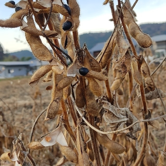 丹波の黒豆　岐阜県産　農家直送　1kg 食品/飲料/酒の食品(野菜)の商品写真