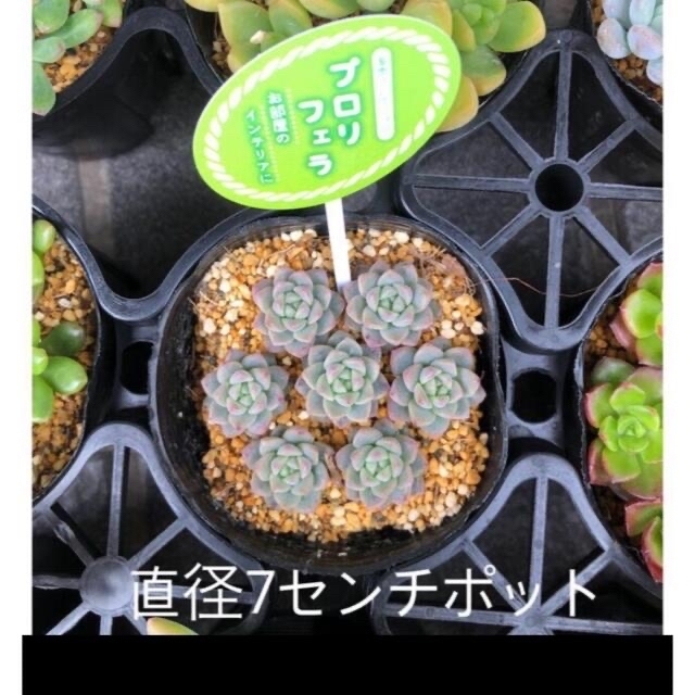 ハル様専用🍀多肉🍀寄せ植えにいかがでしょう💓12種類12本セット  ハンドメイドのフラワー/ガーデン(その他)の商品写真