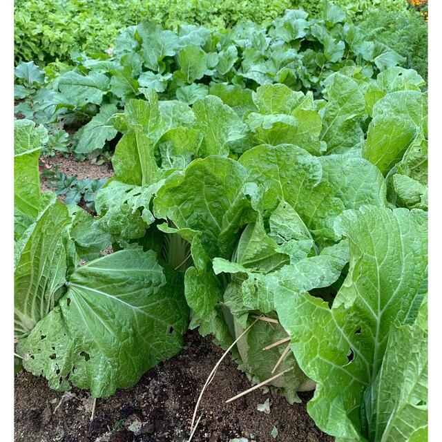 乾燥野菜ミックス　　100グラム  食品/飲料/酒の食品(野菜)の商品写真