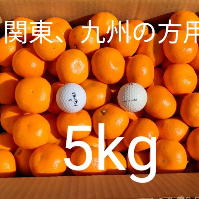 【関東、九州の方用】小粒ミカン5kg 食品/飲料/酒の食品(フルーツ)の商品写真