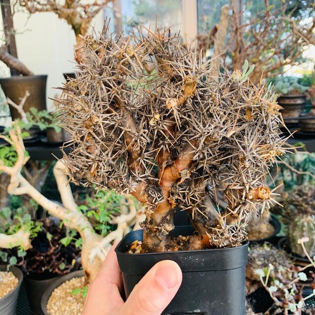 特大株 開花中 オトンナ ユーフォルビオイデス 黒鬼城 植物