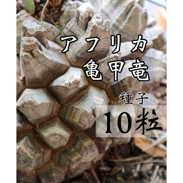 ディオスコレア　エレファンティペス　亀甲竜　種子[10粒] ハンドメイドのフラワー/ガーデン(その他)の商品写真