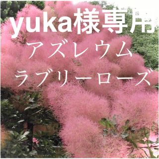 yuka様専用　ラブリーローズ　アズレウム(ドライフラワー)