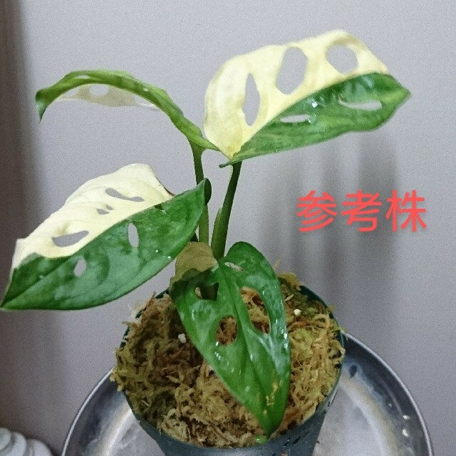 斑入りマドカズラVariegated Adansonii増殖株