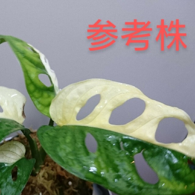 斑入りマドカズラVariegated Adansonii増殖株 1