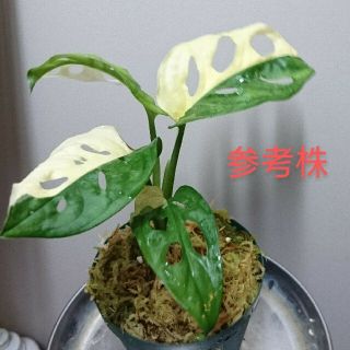 斑入りマドカズラVariegated Adansonii増殖株(その他)