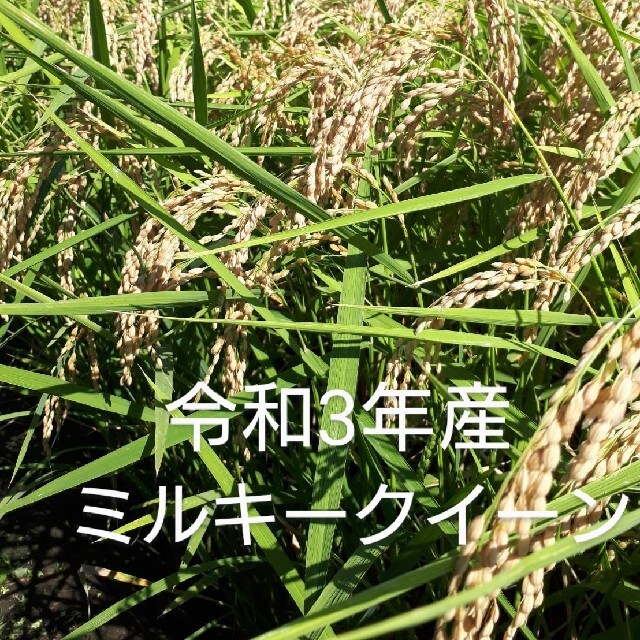 タケタケ様専用です😊ミルキークイーン玄米20kg 食品/飲料/酒の食品(米/穀物)の商品写真