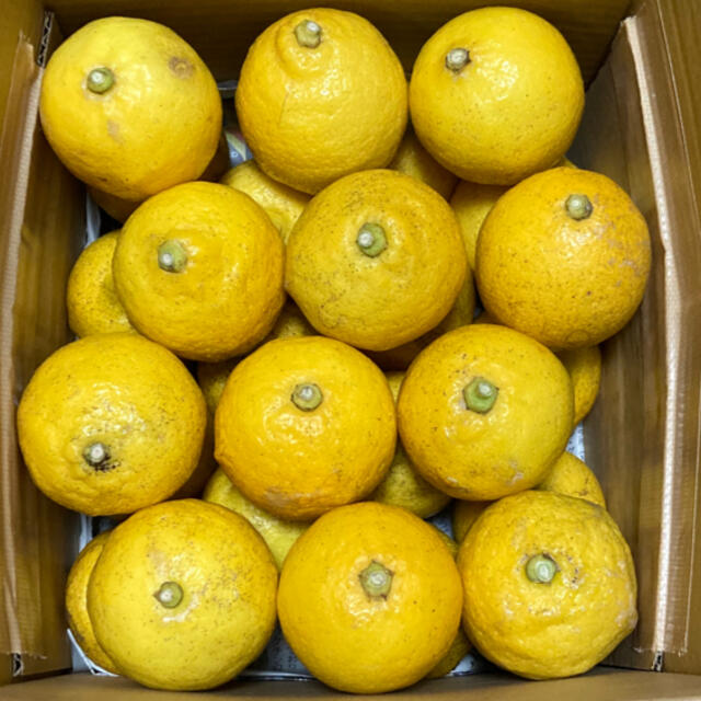 広島県大崎上島産無農薬レモン　4.0kg 食品/飲料/酒の食品(フルーツ)の商品写真
