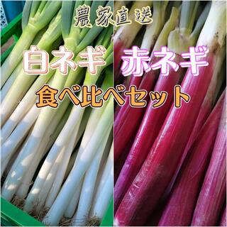 超貴重！茨城県産赤ネギ長ネギ食べ比べセット！5キロ(野菜)