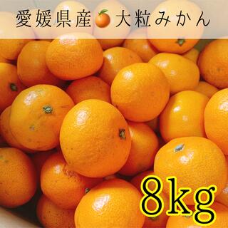 42 愛媛県産大粒みかん 8kg 訳あり家庭用(フルーツ)