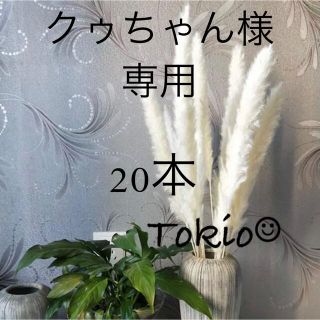 パンパスグラス　テールリード　ホワイト　白　20本(ドライフラワー)