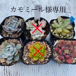 多肉植物　　①6個セット　　抜き苗(その他)