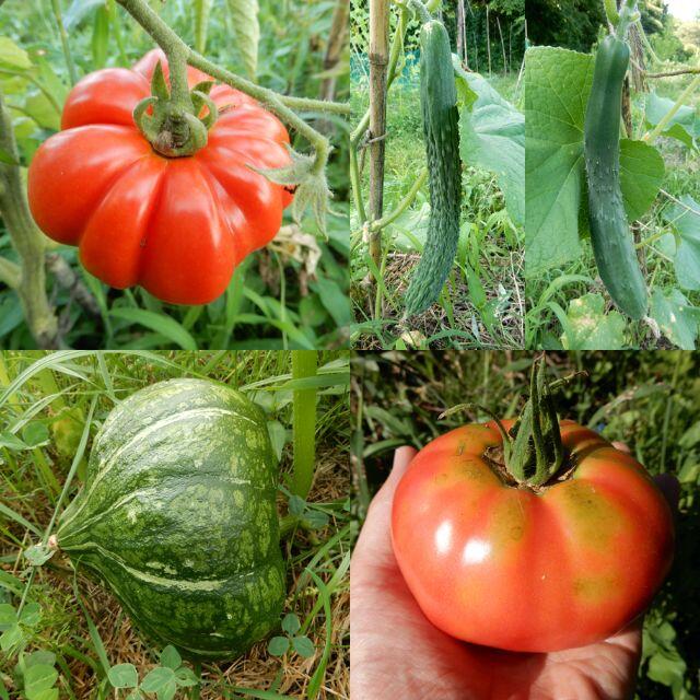 【固定種】野菜種セット 15粒以上 トマト・カボチャ・キュウリ【無農薬種子】 食品/飲料/酒の食品(野菜)の商品写真