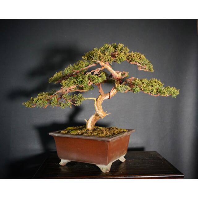 糸魚川真柏 糸魚川 真柏 真柏盆栽 真柏 五葉松 黒松 赤松 盆栽鉢 舎利 Gekiyasu Tsuuhan No その他 Cpmalaysia Com