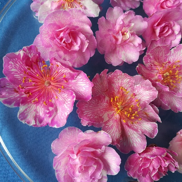 ドライ＊ピンクのお花 ハンドメイドのフラワー/ガーデン(ドライフラワー)の商品写真