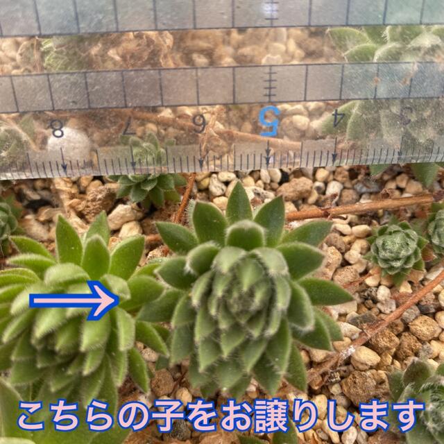 【紅葉するセンペルビウム❤️】アヴェリル 1本 土とポットご用意下さい ハンドメイドのフラワー/ガーデン(その他)の商品写真