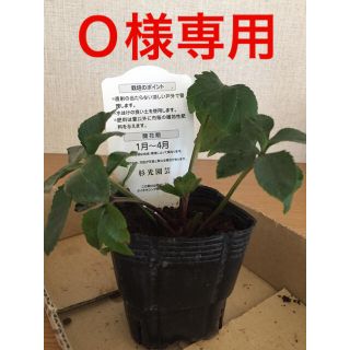 確認用ページ(その他)