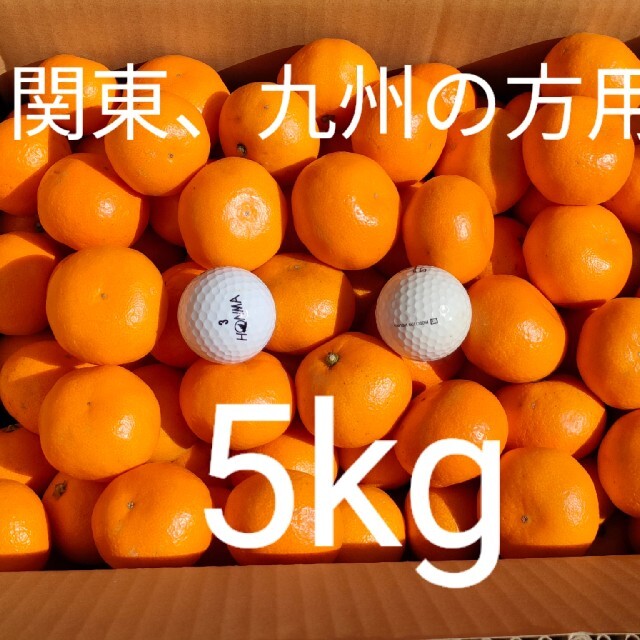 【関東、九州の方用】小粒ミカン5kg 食品/飲料/酒の食品(フルーツ)の商品写真