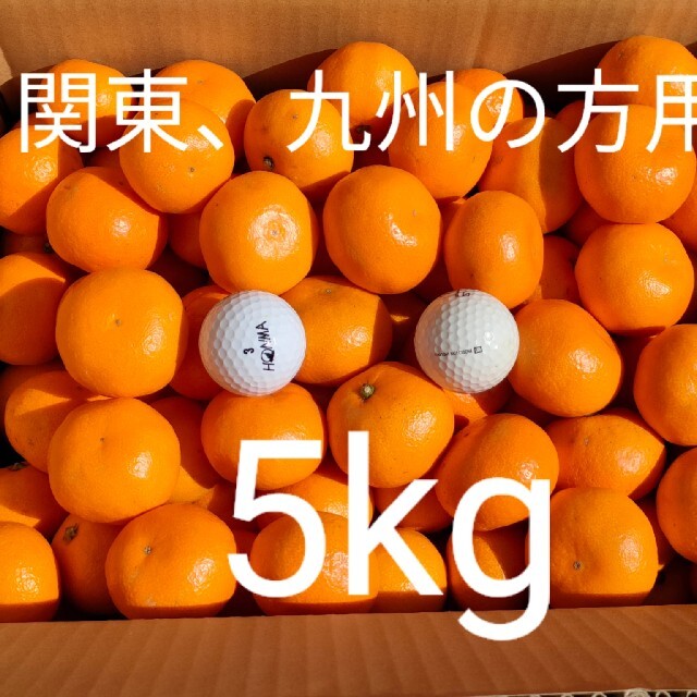 【関東、九州の方用】小粒ミカン5kg 食品/飲料/酒の食品(フルーツ)の商品写真