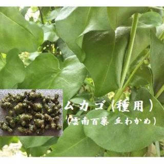 R0115 アカザカズラ（オカワカメ・雲南百薬）のむかご15粒  種用 丘わかめ(野菜)