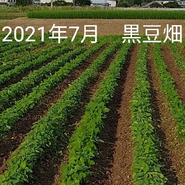 無農薬栽培　丹波黒豆　岐阜県産　300g 食品/飲料/酒の食品(野菜)の商品写真