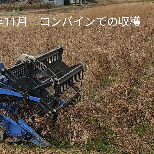 無農薬栽培　丹波黒豆　岐阜県産　300g 食品/飲料/酒の食品(野菜)の商品写真