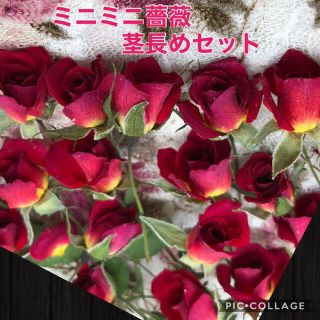 ミニミニ薔薇（茎長め）ドライフラワー★15輪セット+おまけ1輪付き★花材　素材★(ドライフラワー)