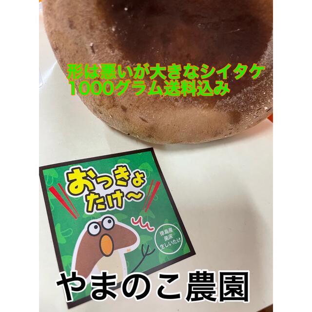 【大特価】形が悪いまま成長したシイタケ1000グラム送料込み 食品/飲料/酒の食品(野菜)の商品写真