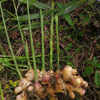 高知県産☆無農薬☆有機栽培☆囲い生姜５キロ(野菜)