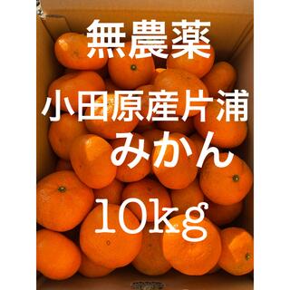小田原産片浦みかん　無農薬　10kg(フルーツ)