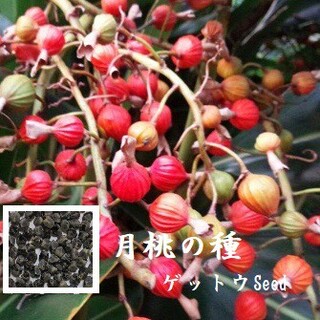 RN0116月桃の種150粒 ゲットウ Seed たね　種子(野菜)