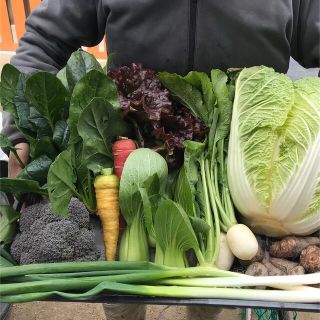 無農薬減農薬栽培の野菜と白菜一個② 80サイズ(野菜)